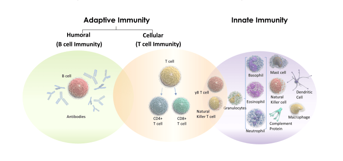 Immune basics protecting yourself peterschreiber